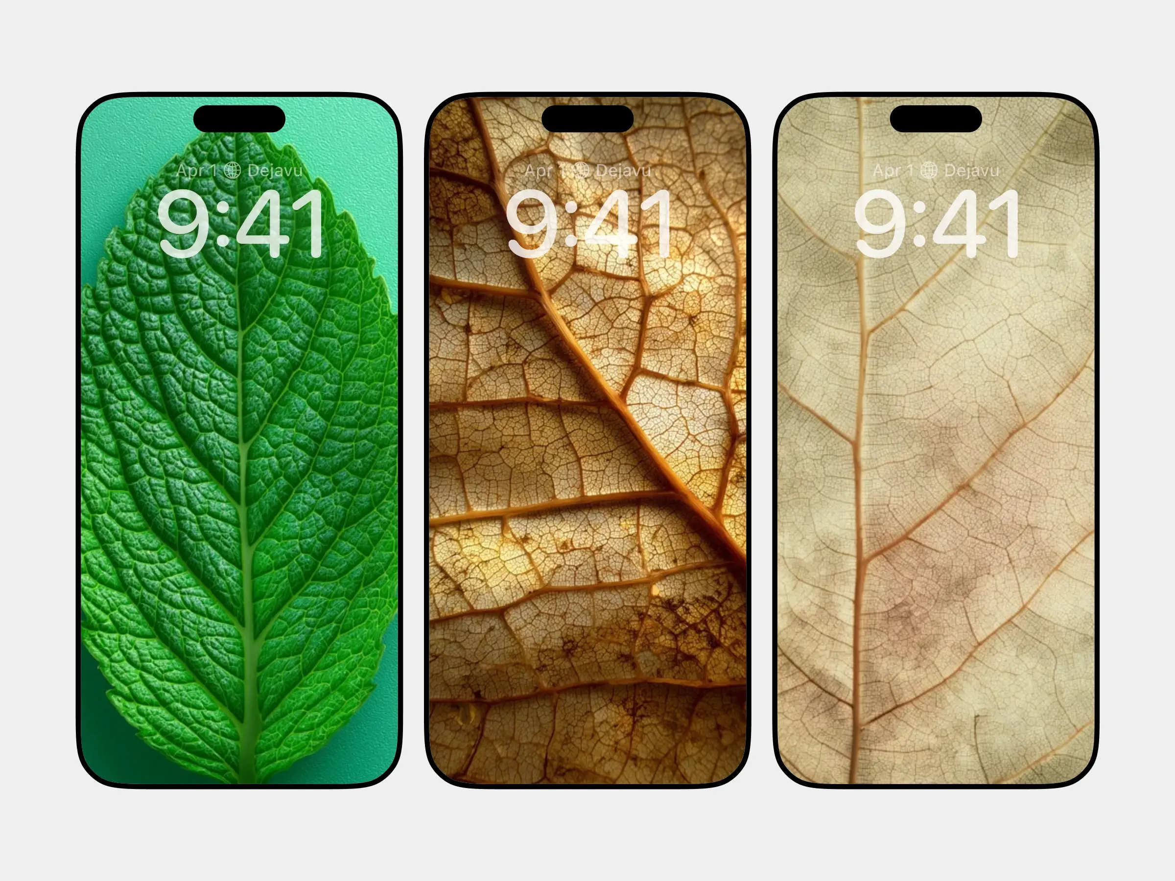 Nature’s Quiet Poetry: Leaf Patterns and Timeless Green Textures